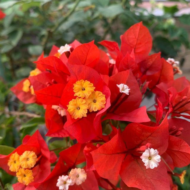 花匠|三角梅长出花苞以后,为什么花匠要建议摘叶?持续来花到年底