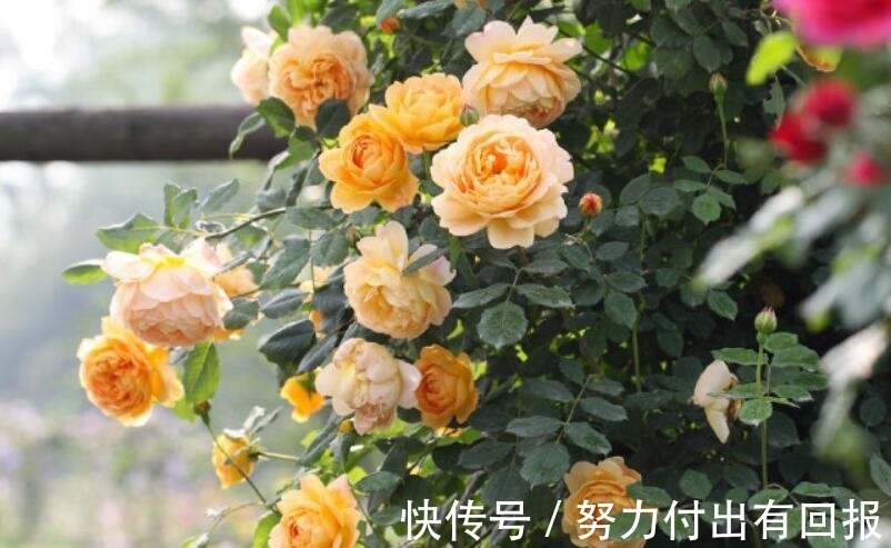 过年在朋友家住,院子设计太美了,满院子都是花卉,拍给大家看看