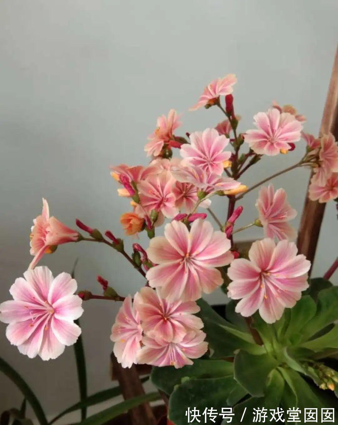 多肉露薇花，四季开花不停，你确定不养一盆