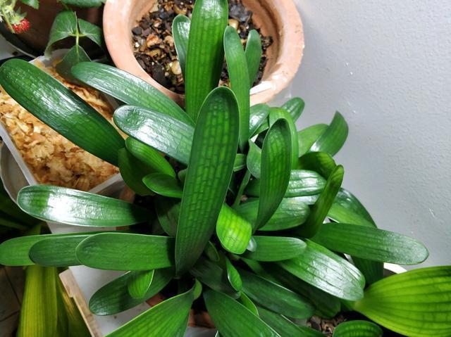 花“不旺、不绿”,浇点这种水,很快就能长爆盆!