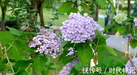 桃花|10月下旬，喜鹊报喜，桃花朵朵，生意兴隆，日子红火