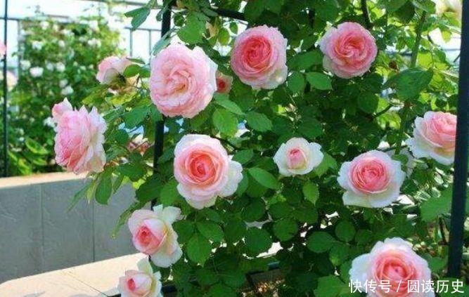 也可以|养花就养此4种,扦插就能活,周年开花,室内也能养