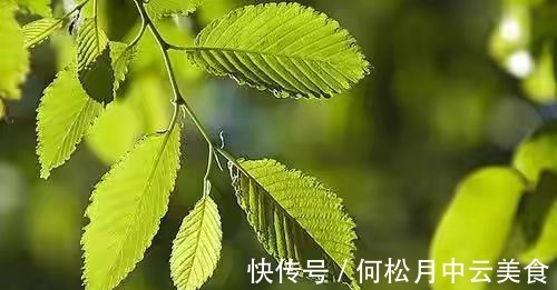 江南人|60种常见野菜，高清大图，收集全了真不容易！