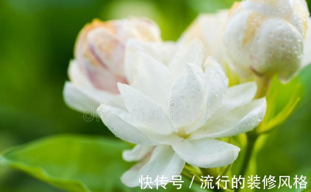 茉莉花|家里养殖的花卉在度夏时，最怕的不是温度高，而是怕乱浇水