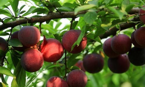 李子|美容养颜,清肝降压的李子,农民学会几点管理可高产丰收