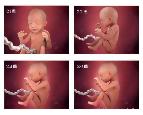 怀孕|组图告诉你,怀孕1周到40周胎儿是怎么长大的,感叹生命的神奇