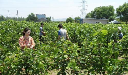 ?一年就能长成大树，果子隔夜坏，市场一斤35元，吃过吗？