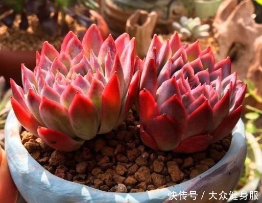 多肉植物|多肉养的红不红，一要会“摆放”，二要会“控”，状态蹭蹭冒出来！