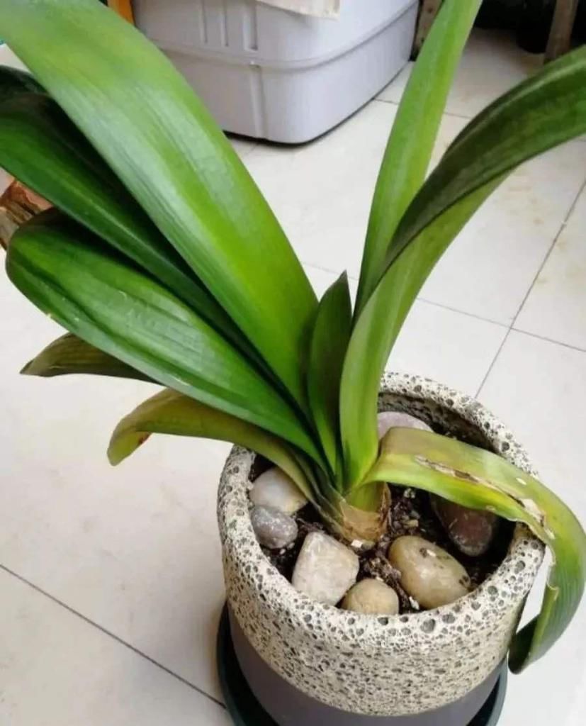 栽种|怎么养君子兰最正确?新手先避开这5大雷区,养好根开出美丽的花