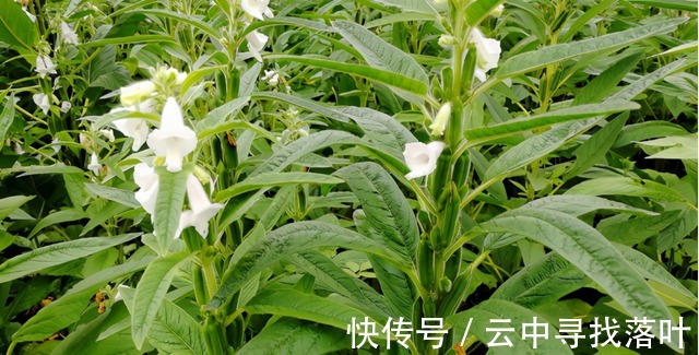 芝麻|芝麻叶你吃过吗不仅美味下饭，且还是个宝贝，受到大家的青睐！