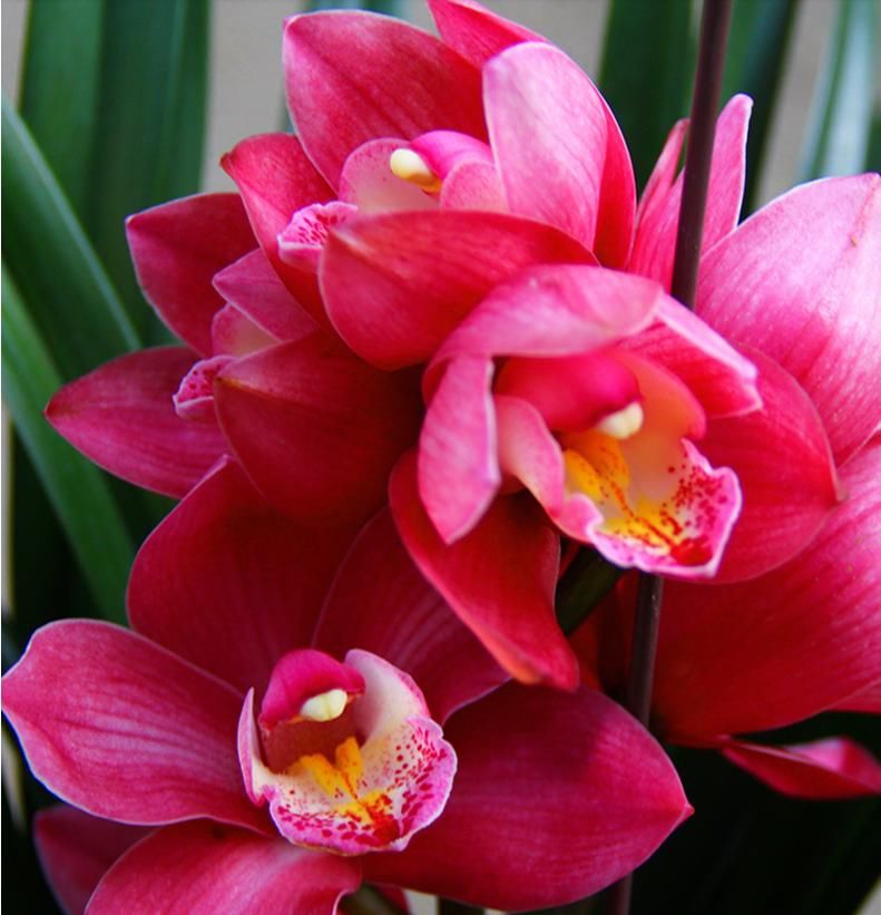  艳丽|养兰首选“大将军”，花色艳丽，香气雅致，格局大方，新手也能养