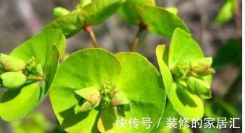 猫眼草|农村一种不起眼的“猫眼草”,曾被当做杂草,殊不知药用价值极高