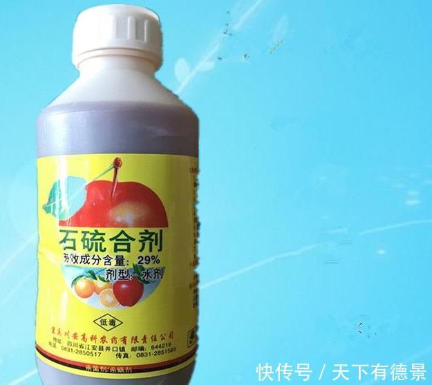 养不活|月季养不活?教你避开种死月季的五个陷阱,不走弯路做月季大神