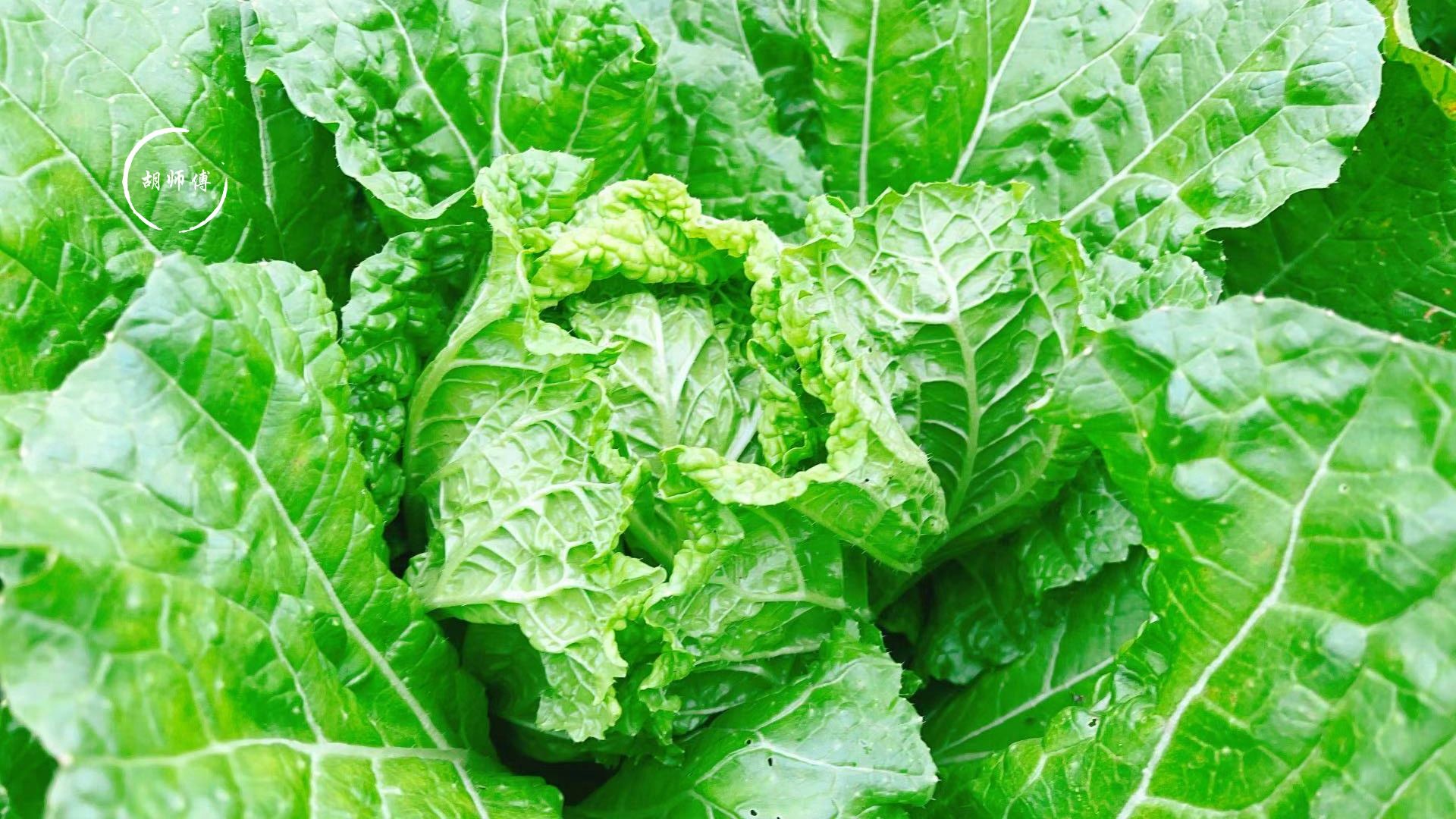 调白菜饺子用盐杀,难怪不好吃!教您饺子店不外传的做法,特好吃