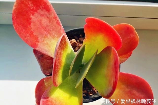 事实证明,隔着玻璃窗也可以养好多肉,但摆放位置要特别注意!