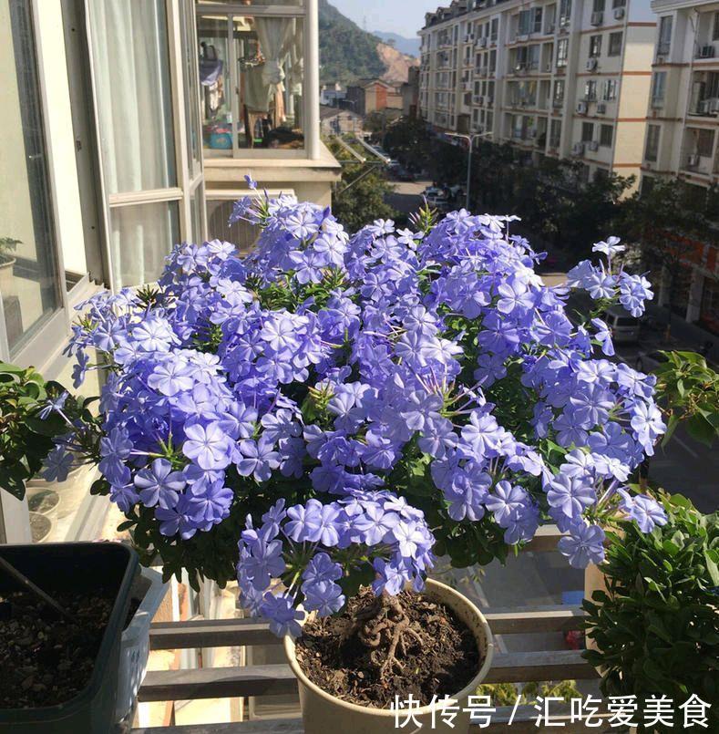 蓝雪花可以在室外过冬吗?做好“两步”,来年春天长势快花开爆