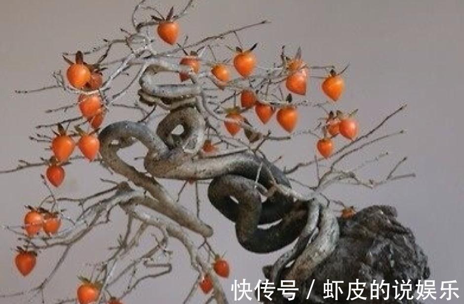 至新手朋友们的一封信，盆景造型前，造型中要注意哪些