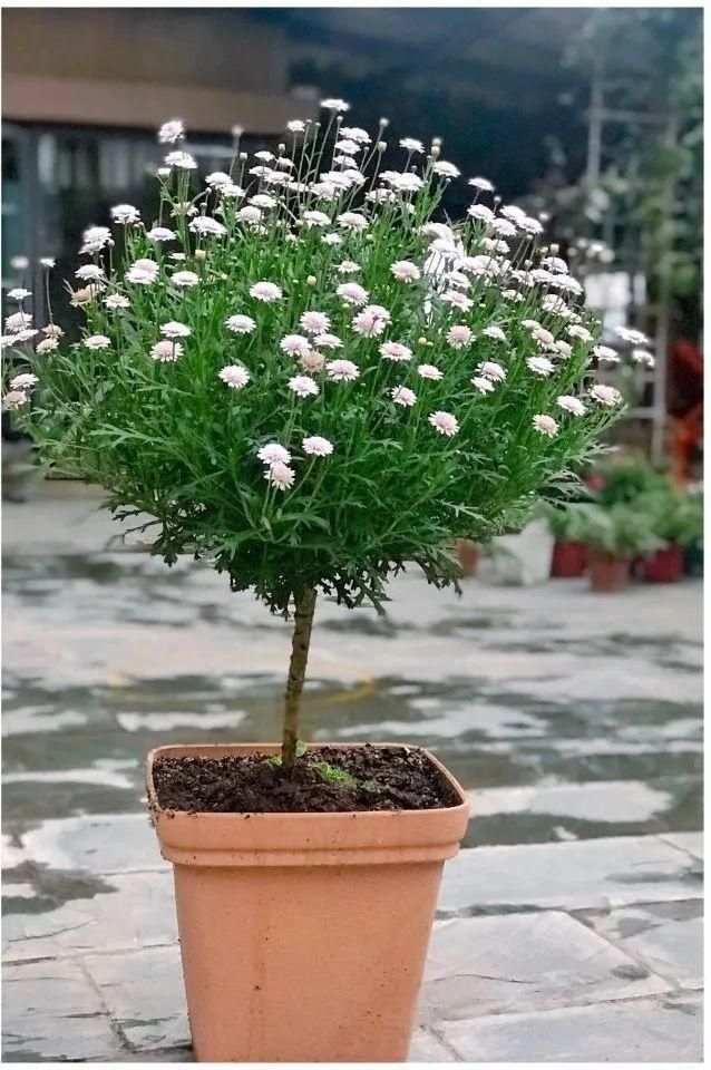 虎皮兰,红掌,吊兰养成老桩，变成大树，真壮观