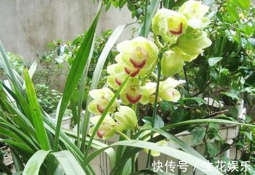 养料|兰花养不好大部分都是养料没选对,它比生根粉还好用,养兰首选