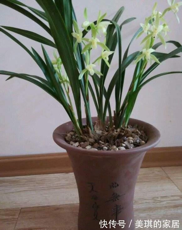 建兰开花前一个月这样养护，开出来的花又大又香