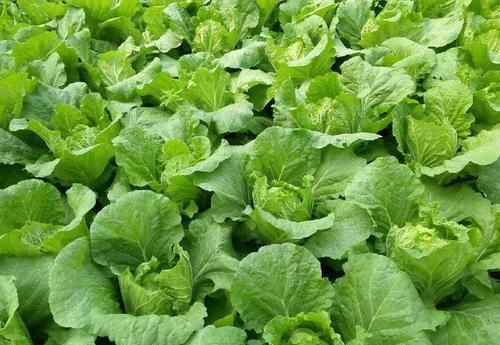 子宫光滑的女性,都爱吃以下三种食物,预防子宫早衰