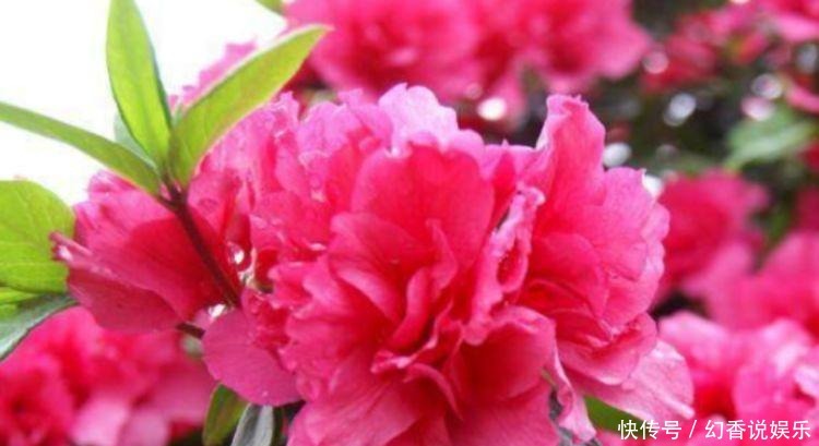 超仙|超仙的4种花,四季开花不断,漂亮似牡丹,对待新手很友好