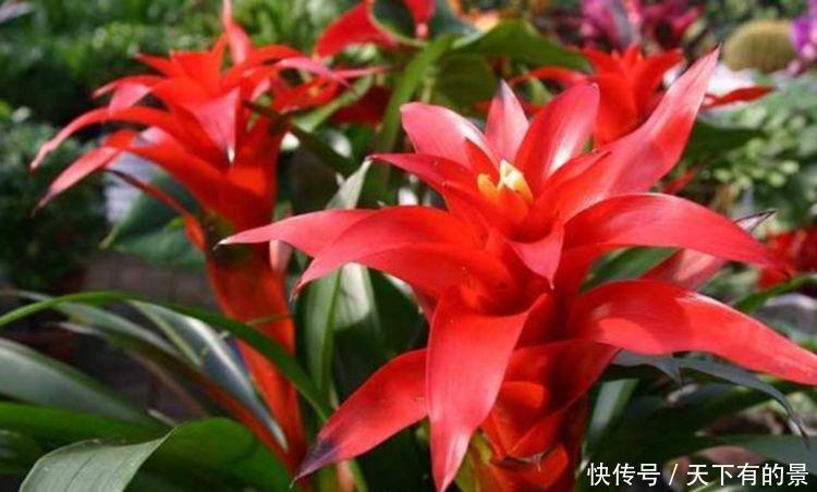 5种花寓意超好的,长寿、幸福又喜庆,好看好养开花多