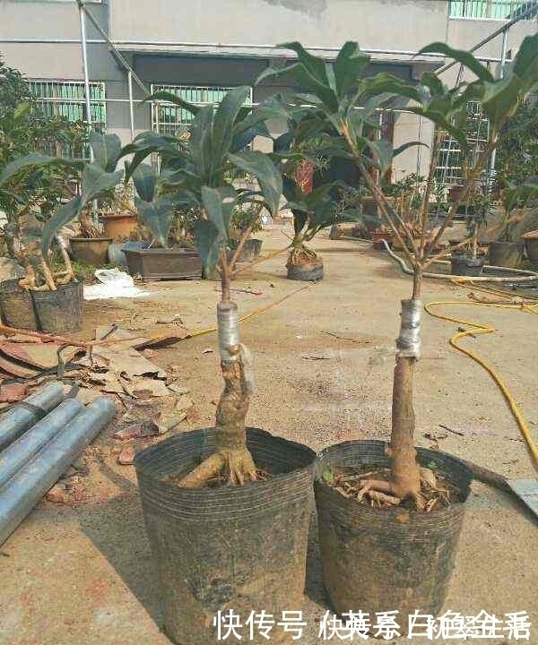 花农把这种花用树桩一嫁接,形状好看了,价格立马涨了几十倍