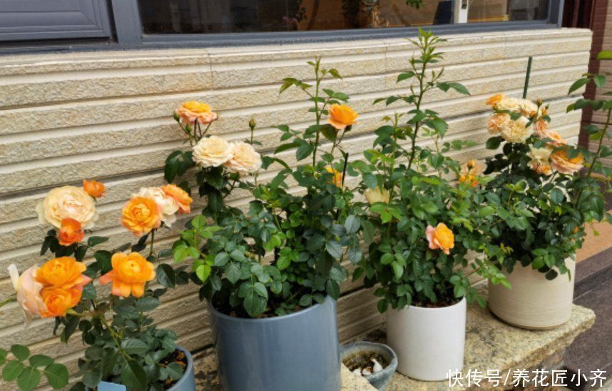 天热|立夏以后养着这5种花,天热不能缺水,否则容易出问题,很难恢复