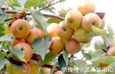 主枝|延长寿命、软化血管的南果梨,农民掌握种植要点,收获高产南果梨