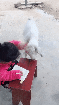 |笑话:老师,我很想做作业啊,可我家的山羊不同意啊!