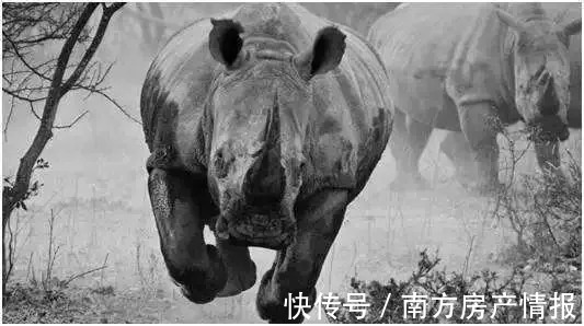 叠翠峰|天涯网友神预言：南沙2023年均价10万+？