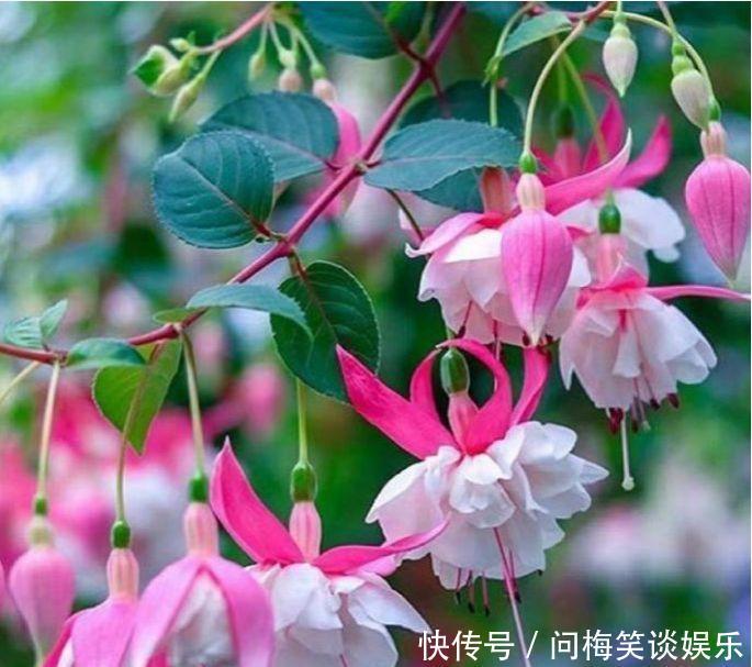 4种花堪称开花机器，好养又漂亮，给水就“疯长”，开花一簇簇