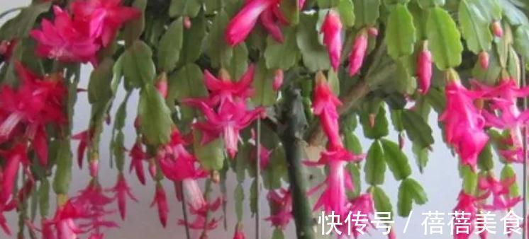 10大漂亮花,值得冬天养一盆,好养易开花,盆盆爆花