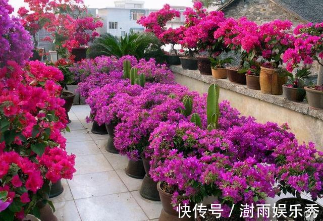 分枝|五一之后,5种“漂亮花”,开完赶紧剪,剪的越狠,下一茬花越多