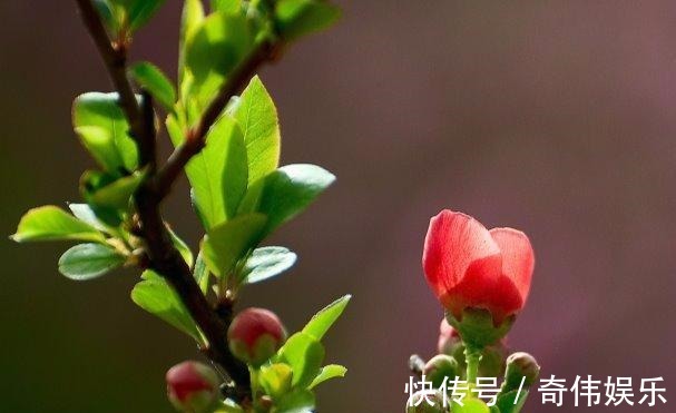 土壤|养花换土很麻烦养花大神一招解决,花友们有福了