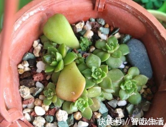 土壤|蒂亚一直绿着，实在忍不住了，把叶片撸，全插起来！