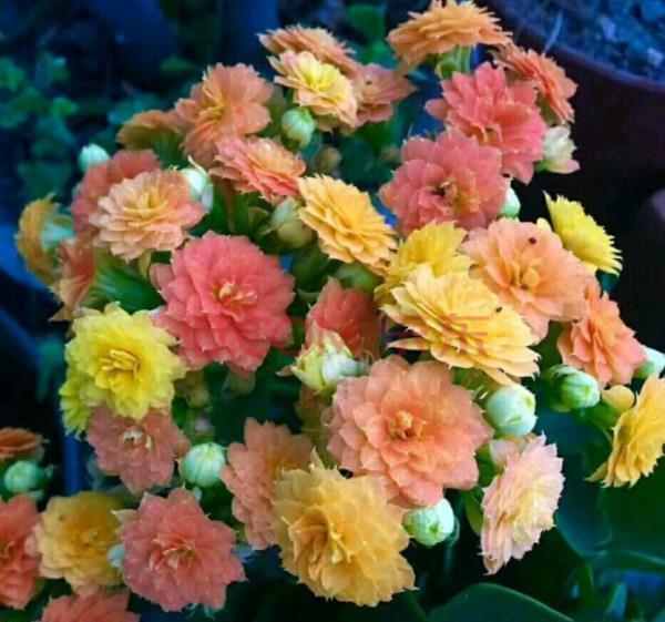 此花专为封闭阳台而生,花色艳丽惹人爱,多季节有花赏,值得拥有