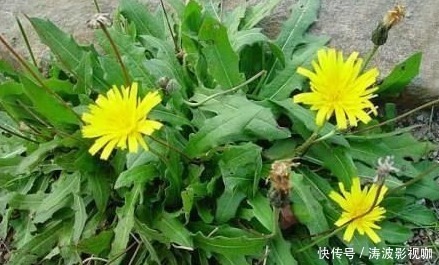 止痛|咽喉肿痛受不了,常吃以下3种野菜,嗓子不痛了,吃嘛嘛香