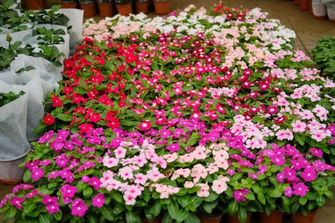 长寿花|9月后就养这些花,比绿萝好养,疯狂开花到明年!