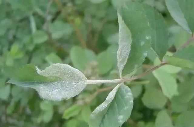 浇水|公认最难养的8种花，叶子动不动就发蔫，新手慎买！