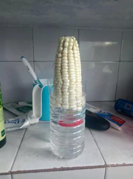 丢一把种子到水里,7天冒出小森林,越热越长个!绿植盆栽不用买