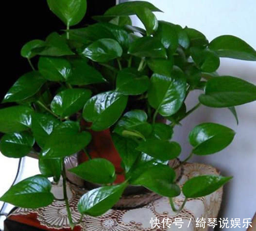 养绿萝、吊兰这点最关键,不黄叶不烂根,1个月长成绿瀑布!