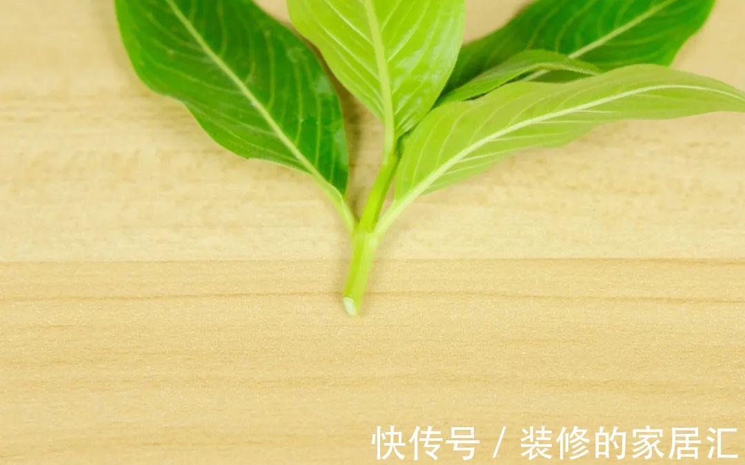 枝条|6种花别养老桩,越老越不开花,赶紧扦插备份