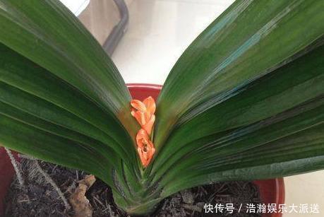 昼夜温差|专业应对君子兰夹箭技巧,3天抽箭开花,简单粗暴又有效