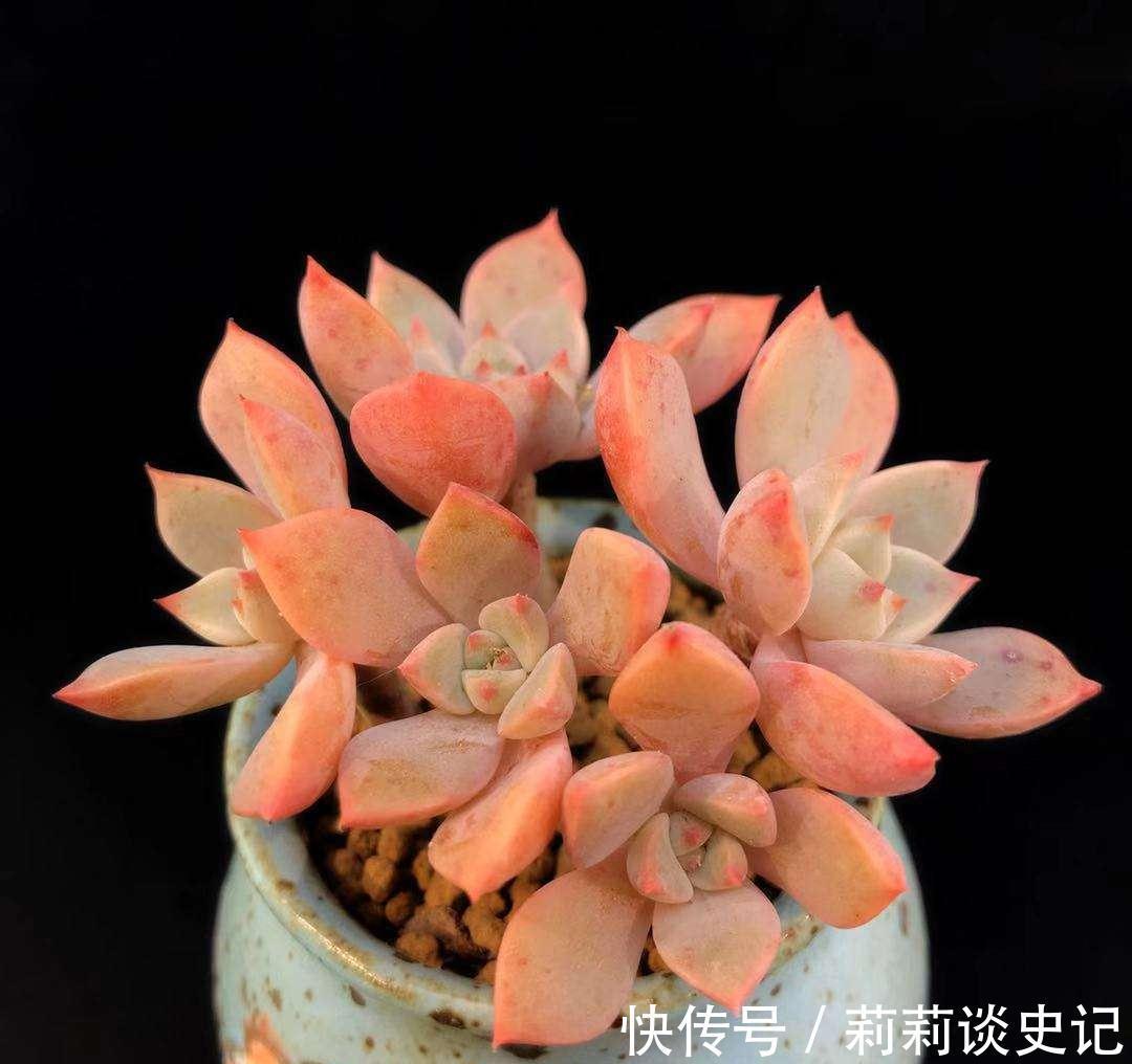 发现邻居阿姨家1种“普货”多肉,那叫一个精致,分享给大家看看