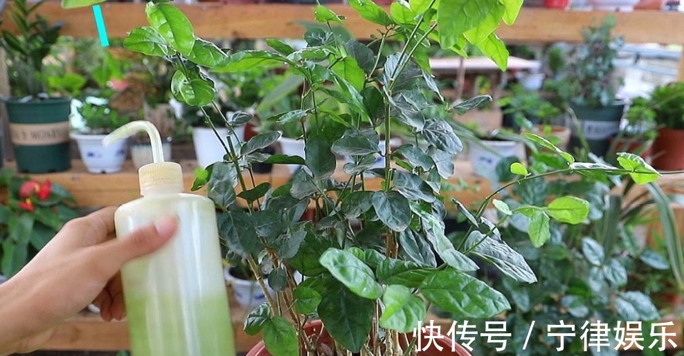 水溶液|3种花爱喝“酸水”,1个月浇一次,叶子绿油油