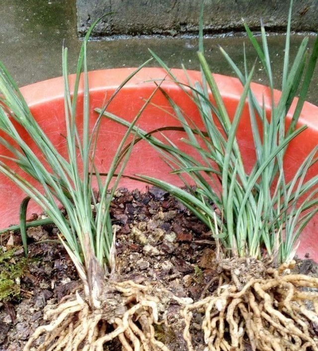 老爸用这个植料养兰,呼呼冒出大白根,又壮又多