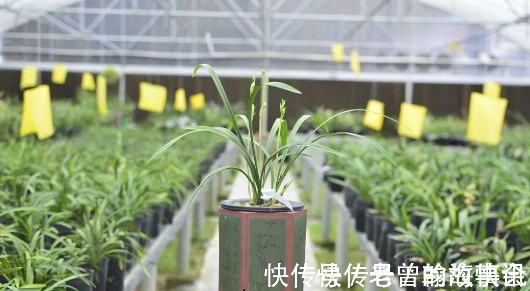 天价|曾经天价的8种兰花,如今跌落神坛,普通人也买得起