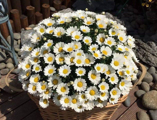 这5种花，吊起来养，开成花球，花多到看不到叶子！